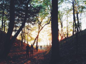 people-walking-in-forrest-during-fall-season
